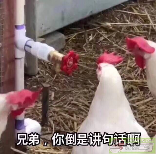 dvubb 图片点击可在新窗口打开查看